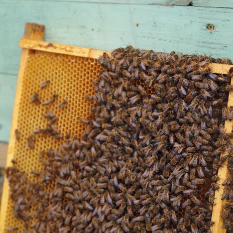 bees work on honeycombs. selective focus on wooden frame for honey. honeycomb stands near blue hive