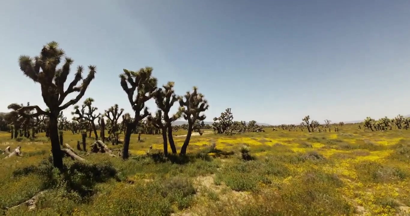 Il deserto del Mojave fiorisce con fiori selvatici in primavera - sorvolo aereo FPV