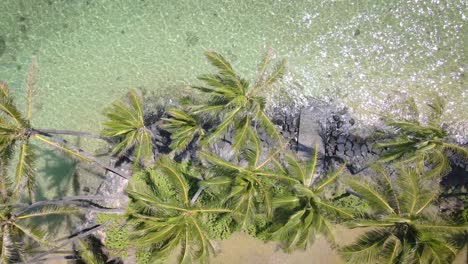 palm trees frame a picture-perfect summer scene by the ocean