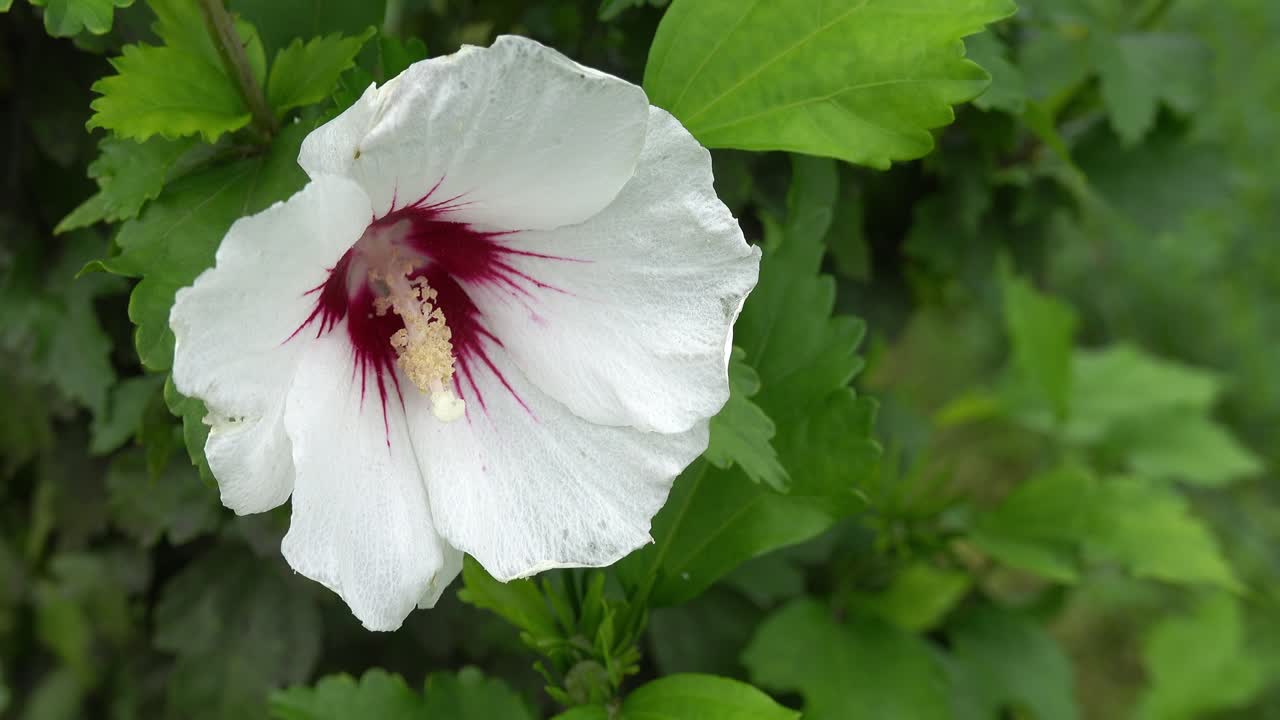 Fiore di malva bianca Hibiscus Syriacus Speciosus che ondeggia con una leggera brezza