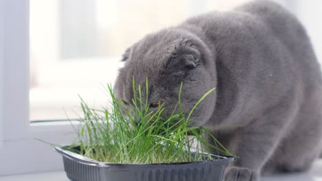 a gray cat on a white background eats sprouts of green oat grass grown in a pot vegetarian food for a gray cat on a white background eats sprouts of green oat grass grown in a pot vegetarian food for cats with vitamins