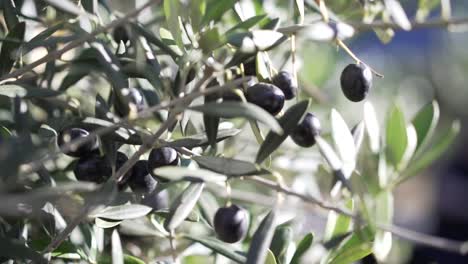 cinematic close up olive grove at golden hours with bokeh