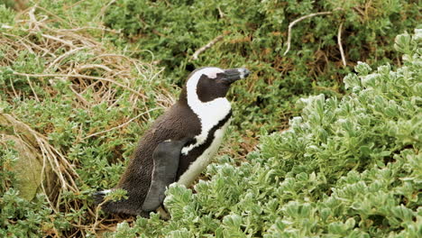 penguin in dune vegetation looks miserable in windy weather