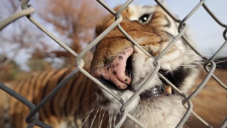 Tiger-Reibt-Spielerisch-Sein-Gesicht-An-Zaun-Und-Kamera-Wildreservat-Zeitlupe