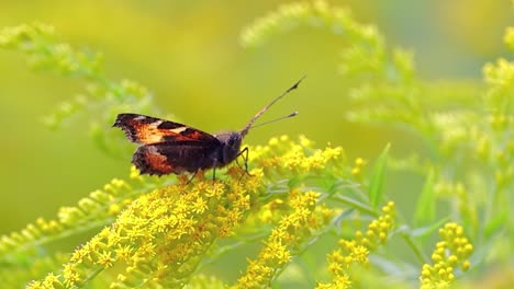 Small-tortoiseshell-butterfly-(Aglais-urticae,-Nymphalis-urticae)-is-a-colourful-Eurasian-butterfly-in-the-family-Nymphalidae.-It-is-a-medium-sized-butterfly-that-is-mainly-reddish-orange.