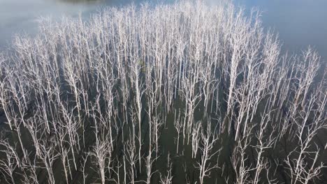 flying over an island of dead trees in a lake