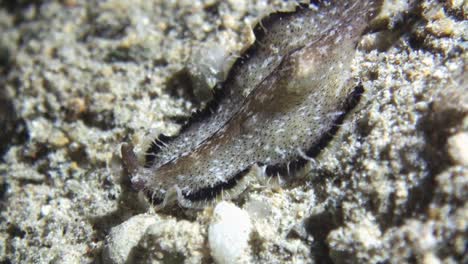 platelmintos pseudobiceros se mueve hacia abajo sobre el arrecife de coral durante la noche