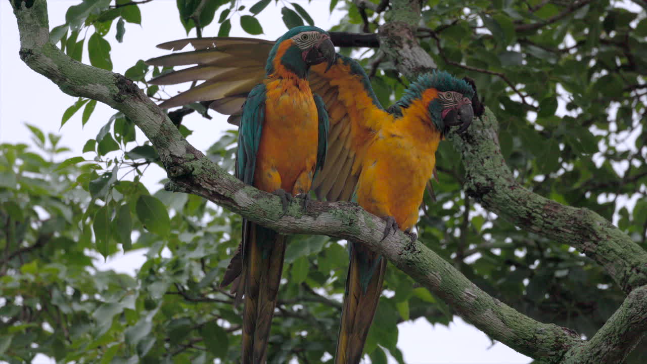 Single Endangered Tropical rainforest Blue-throated Macaw parrot wild bird perched