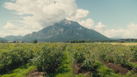 lush apple orchard in bloom with majestic mountain backdrop, clear sunny day