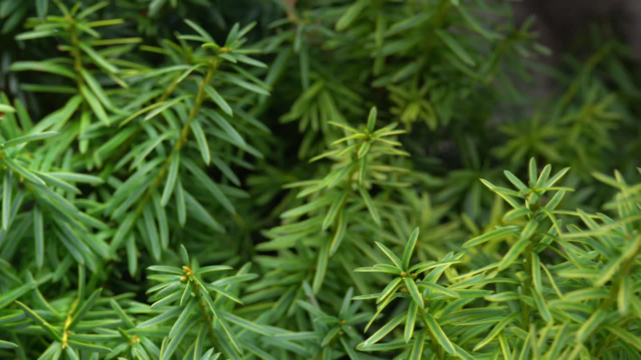vista panorámica de las plantas verdes y exuberantes