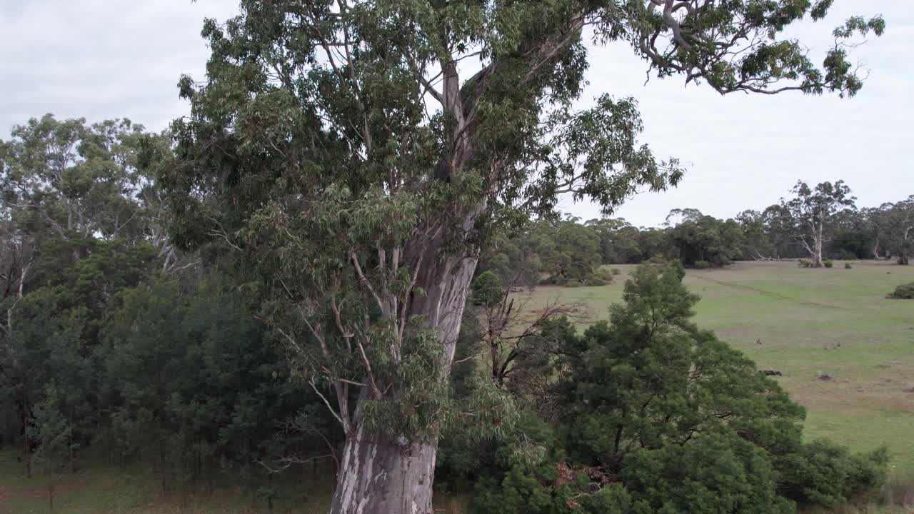 Rising and then panning down drone view of the Bilston Tree, a river red gum (Eucalyptus camaldulensis), Chetwynd, western Victoria, Australia, June 2023.