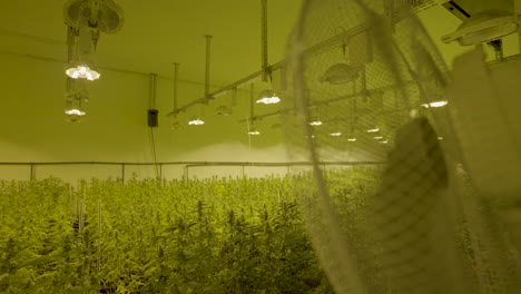 fan blowing wind of a large group of cannabis plants in professional nursery