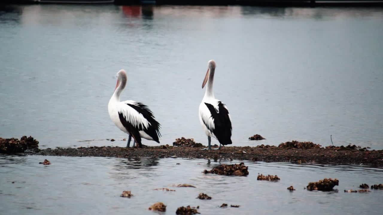 Pair Of Pelican Birds On Marsh Near City Harbor During Summer