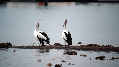 Pair-Of-Pelican-Birds-On-Marsh-Near-City-Harbor-During-Summer