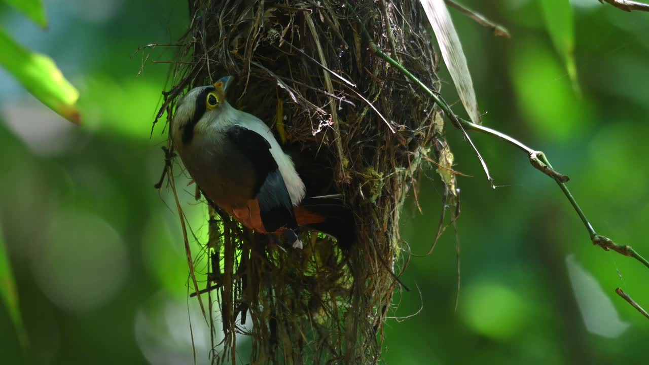 Silver-breasted Broadbill, Serilophus lunatus, Kaeng Krachan, Thailand
