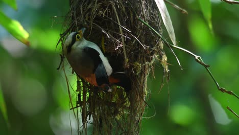 Broadbill-De-Pecho-Plateado,-Serilophus-Lunatus,-Kaeng-Krachan,-Tailandia