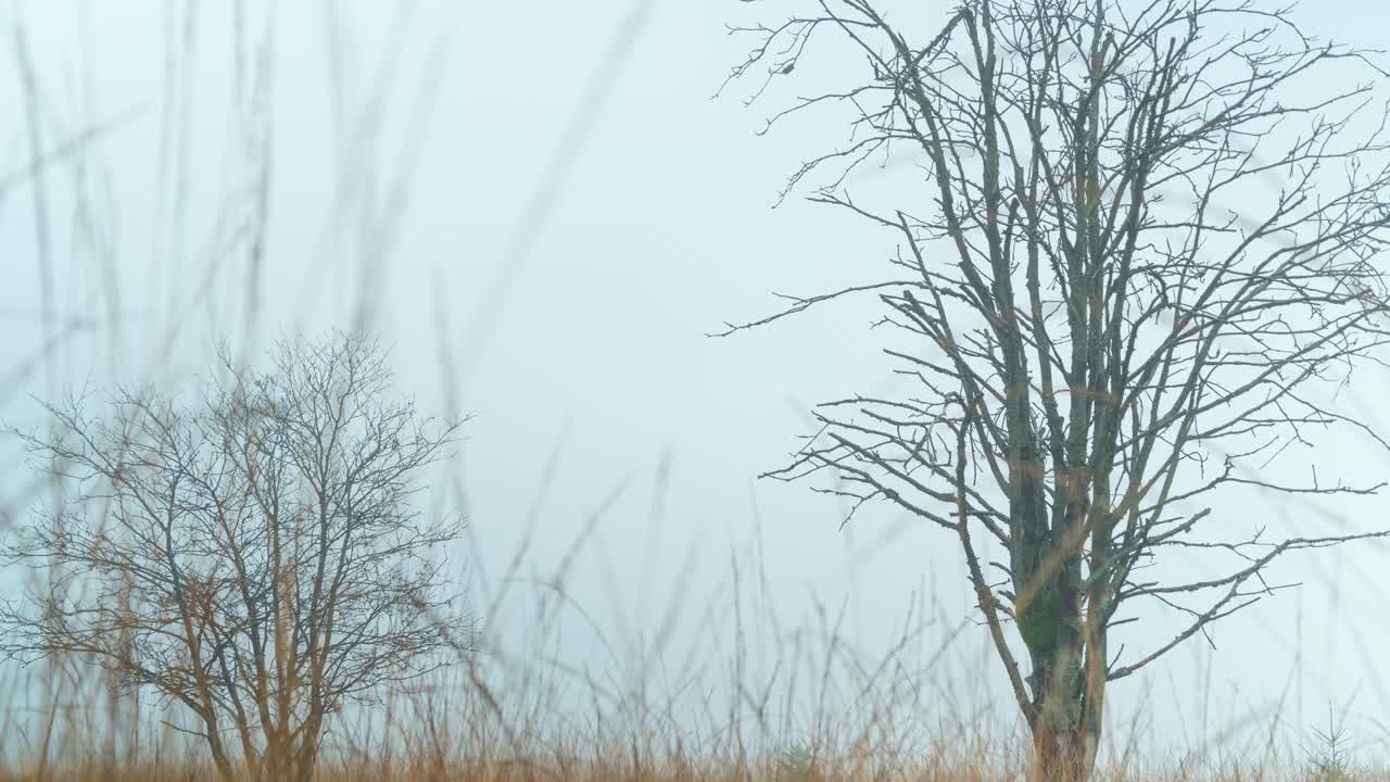 안개가 자욱한 아침 동안 우울하고 어두운 필드