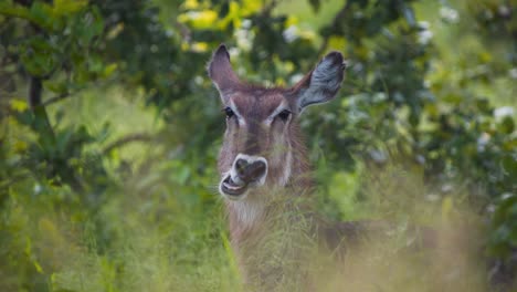 Furry-waterbuck-antelope-standing-in-grassy-thicket-and-ruminating