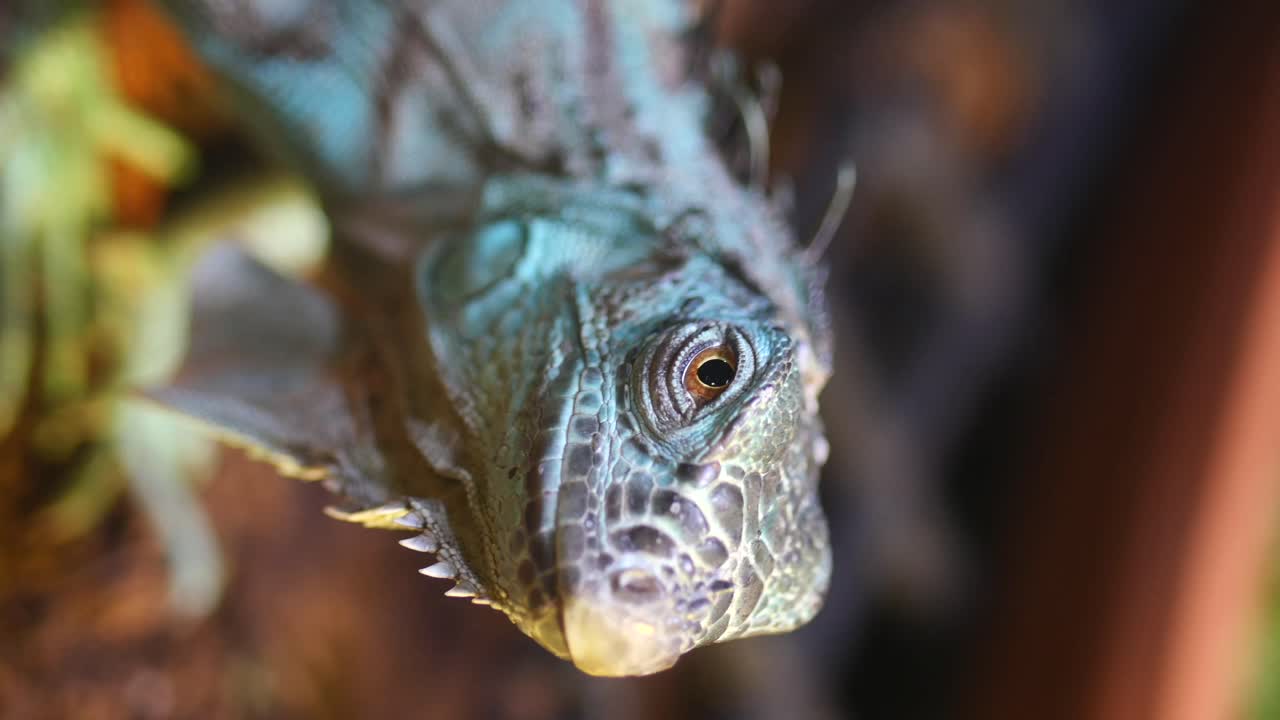 Iguana close-up