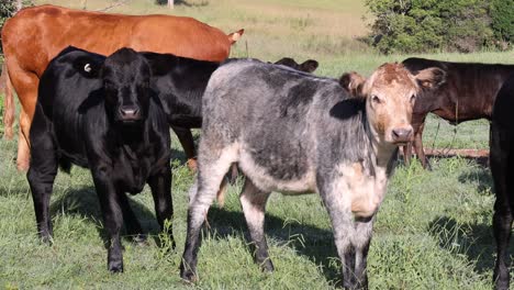 vacas interactuando pacíficamente en un pasto soleado