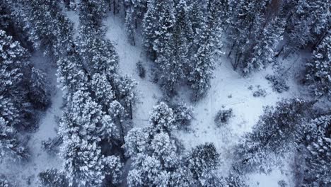 Tiro-De-Drone-Del-Bosque-Congelado-En-Las-Montañas-Rocosas-Canadienses