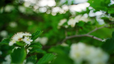 Camera-moving-through-a-flowering-tree