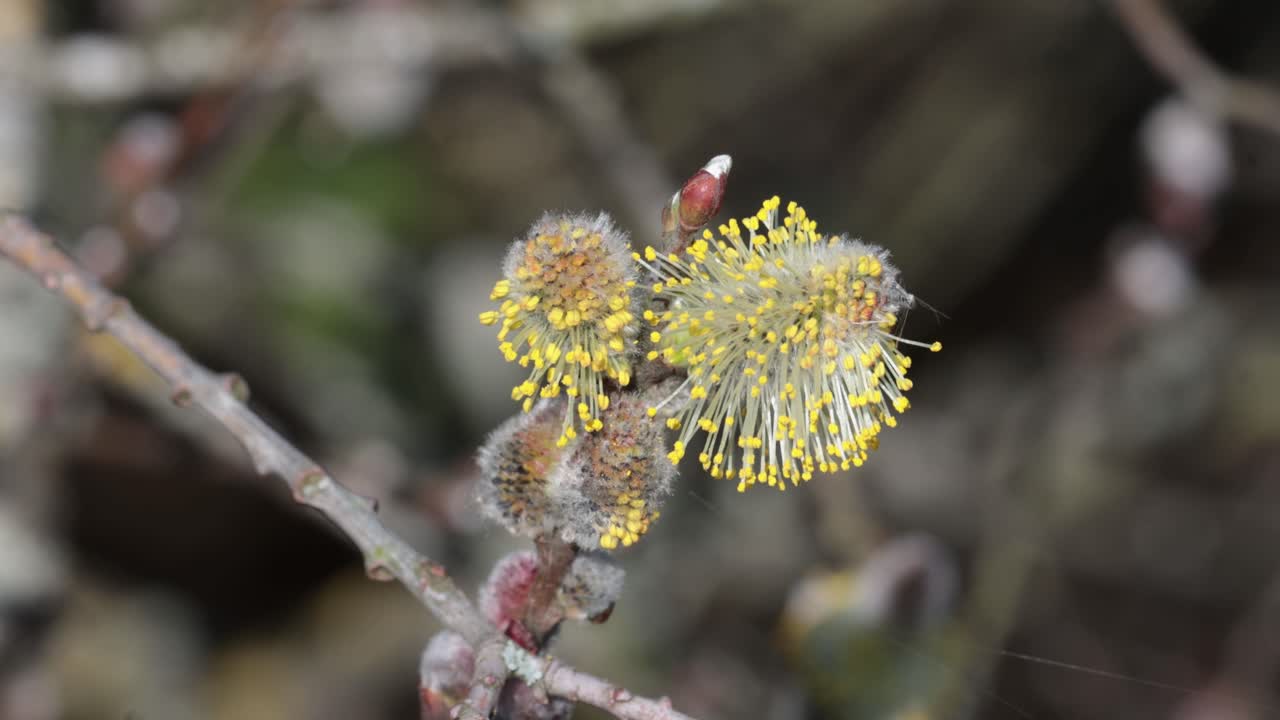 Primo piano di amenti di salice all'inizio della primavera. Regno Unito