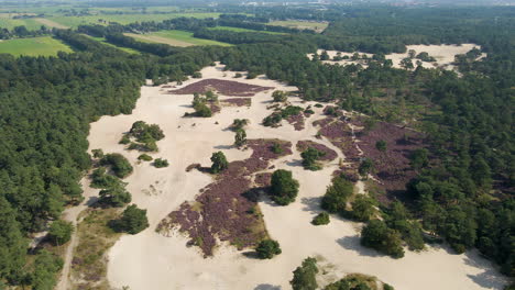 aerial overview of beautiful sand dunes with purple heaths on a sunny autumn day