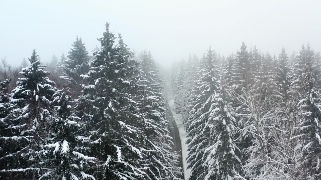 Flying over snow covered needle trees in the foggy black forest in Germany