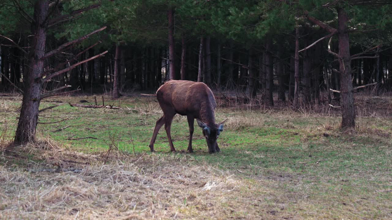 사은 으로 서서 풀을 먹습니다. 나무와 다른 동물들 사이에서 보호구역에 있는 사입니다.
