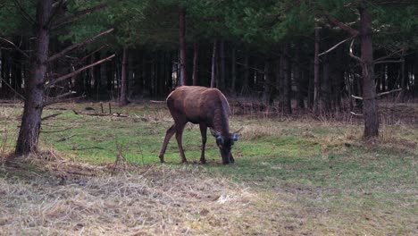 el ciervo se para de lado y come hierba. ciervo en la reserva entre árboles y otros animales.