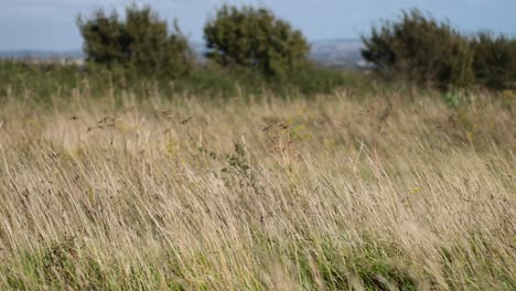 gentle breeze sways grass in open field