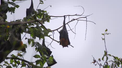 Fledermaus-Hängt-Von-Einem-Ast-Und-Schläft-Tagsüber-In-Australien,-Gippsland,-Victoria,-Maffra