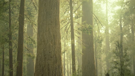 sunlight filters through tall trees in a serene afternoon forest