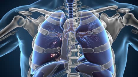 detailed visualization of respiratory system highlighting lungs and bronchial structures with clear anatomical features and subtle effects