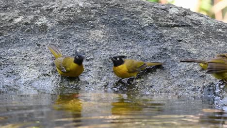 Bulbul-Mit-Schwarzem-Schopf,-Der-An-Einem-Heißen-Tag-Im-Wald-Badet,-Pycnonotus-Flaviventris,-In-Zeitlupe