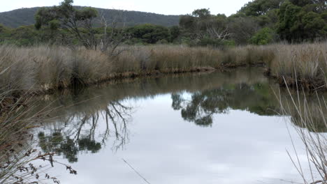 pastizales de matas costeras a lo largo de un canal o río australiano