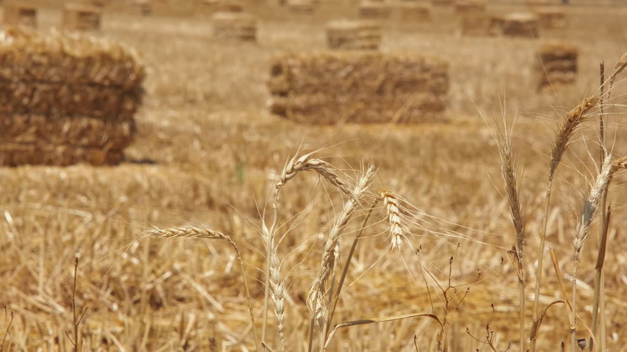 сбор урожая солнечный осенний пейзаж. соломенный балл свежего сухого сена на поле против