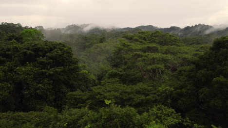 drone shot flying over treetop canopy in amazon rainforest in brazil