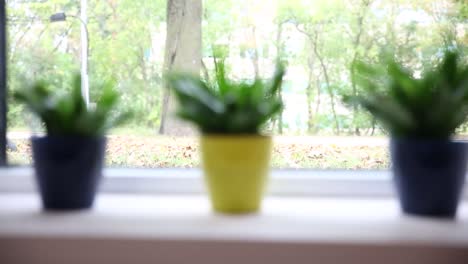 Kleine-Topfpflanzen-Auf-Einer-Sonnigen-Fensterbank