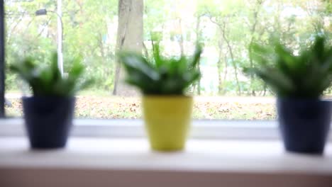 Small potted plants on a sunny windowsill