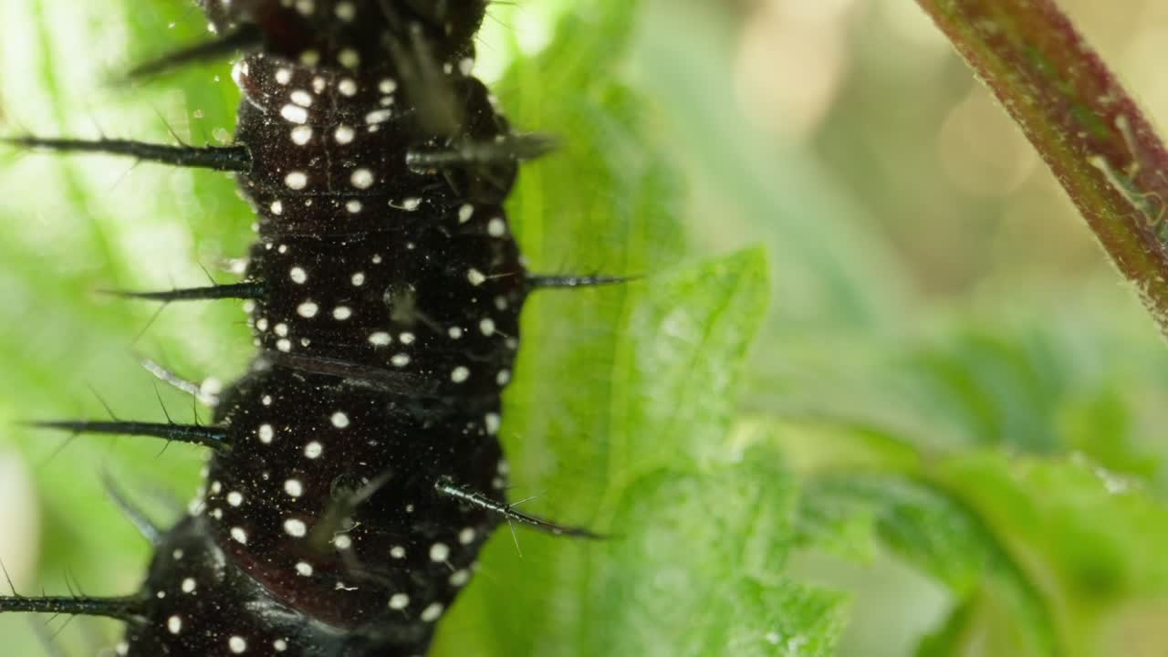 Caterpillar climbing up leaf edge with slow movement, black spines clearly visible