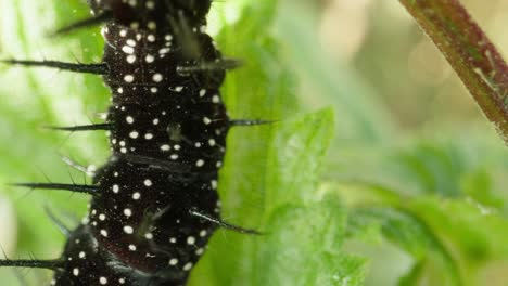 caterpillar climbing up leaf edge with slow movement, black spines clearly visible