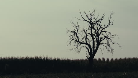 silhouette of a bare tree in a field