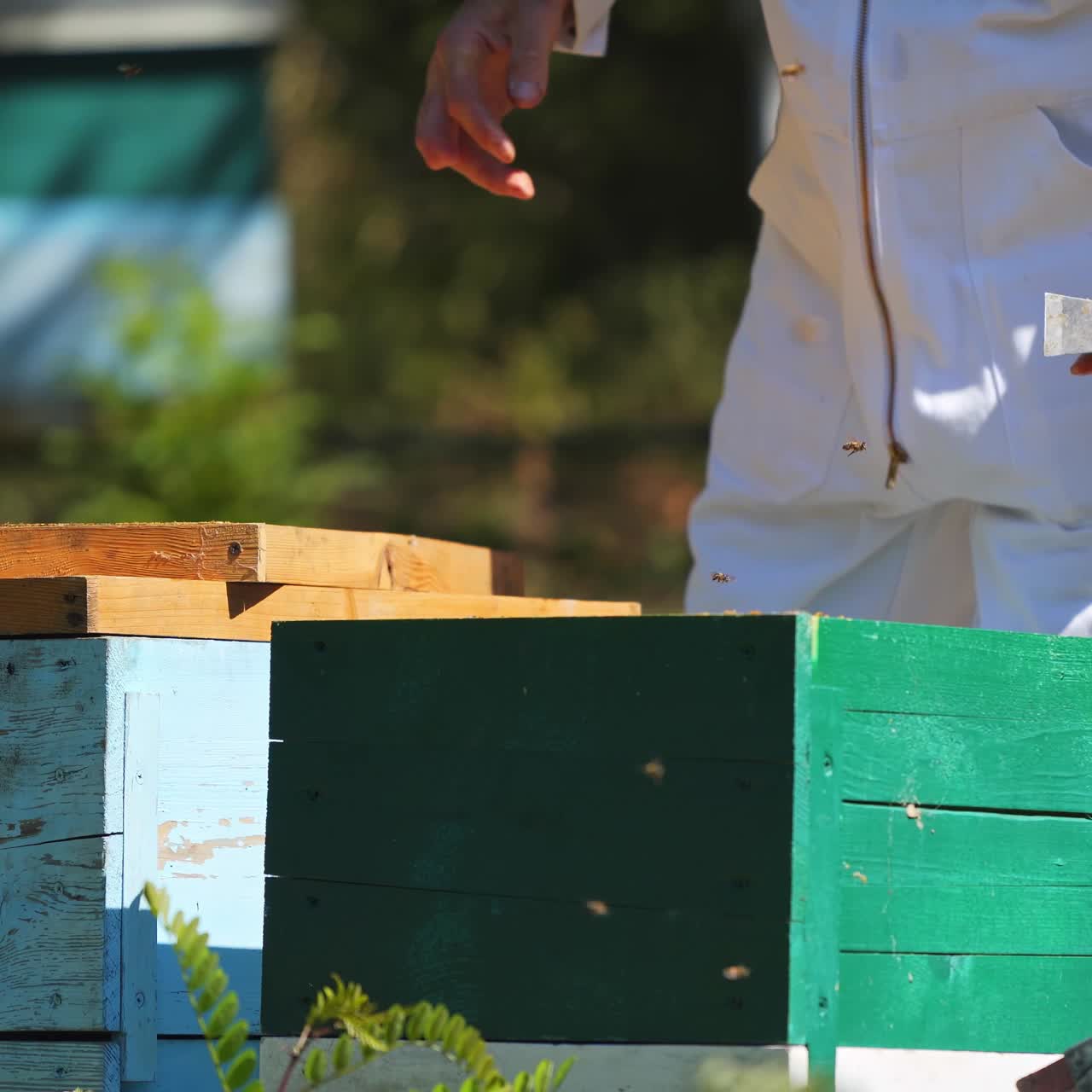 Bee master working on apiary. Beekeeper putting few frames into the wooden beehive. Bees flying over the hives. Apiculture process in summer