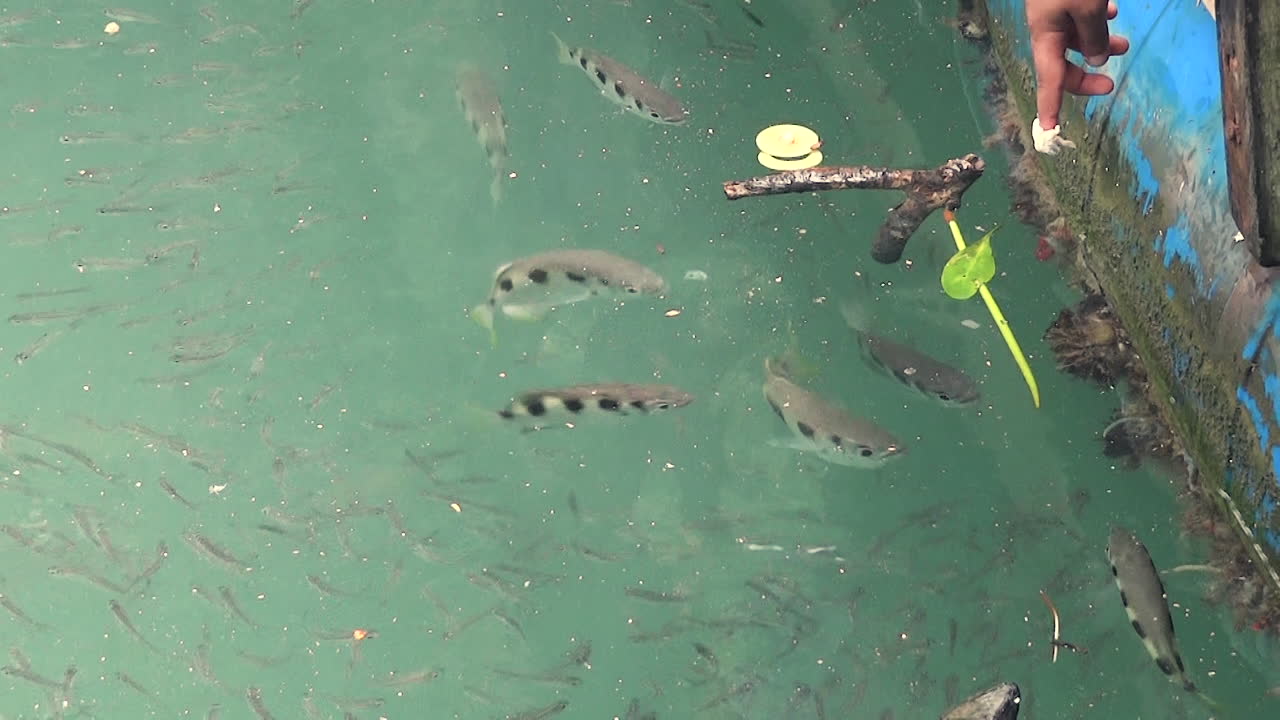 인간의 손끝에 있는 먹이는 많은 물고기를 끌어들이지만 먹이를 잡기 위해 튀어나올 뿐입니다.