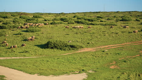 ovejas pastando en un paisaje de pasto