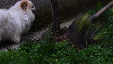 Den-Boden-Auf-Dem-Hinterhof-Umgraben-Und-Weinbergbäume-Düngen,-Der-Hund-Beobachtet-Den-Bauern