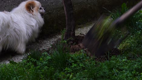cavando el suelo en el patio trasero y fertilizando los viñedos, el perro mirando al granjero