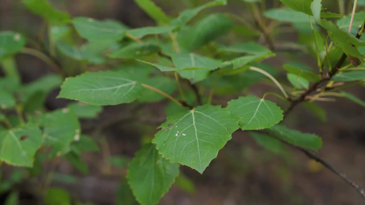 가을 노란 잎은 바람에 의해 움직입니다